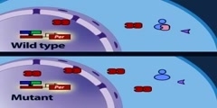 The mammalian molecular clock model part 3