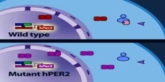 The Mammalian Molecular Clock Model Part 4