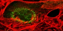 EHV-1 infected ED cell