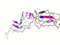 The epitope of the IGF1 receptor
