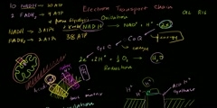 Oxidative Phosphorylation and Chemiosmosis