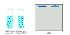 DNA profiling
