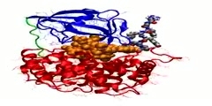 Vitamin B12 And Human Insulin B Chain (B22-B30) Tether Bound