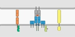 T-cell receptor ( TCR ) Signaling