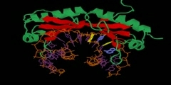 Video of TATA Binding Protein
