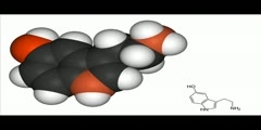 Functions of Serotonin