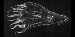 The Courtship of the Virgin Vampyroteuthis of Abyssopelagic