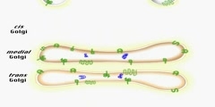 Protein Packaging and Secretion from a Cell