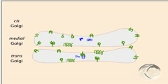 Process of protein secretion