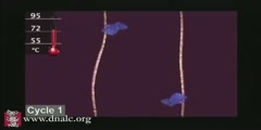 Polymerase chain reaction cycle (PCR)