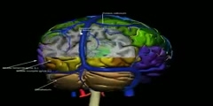 Cerefy 3D Human Brain Atlas