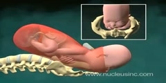 Childbirth animation
