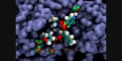 Amprenavir in a HIV protease active site