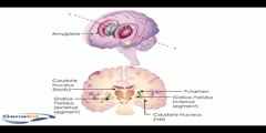 All About Basal Ganglia