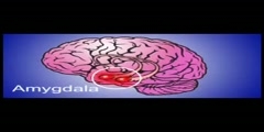 The Amygdala  the cause of all your anxiety Video