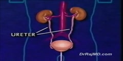 Urinary System of the Male