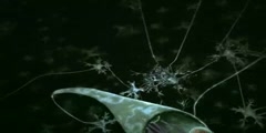 Neurotransmitter Synapse Animation