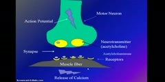 Signal transmission and muscular contraction