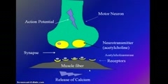 Signal transmission and muscular contraction