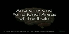 Anatomy of the Human Brain