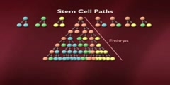 Adult Stem Cells and Regeneration part 4 of 20