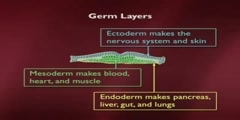 Understanding Embryonic Stem Cells #5