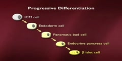 Lecture on embryonic stem cells  - 7