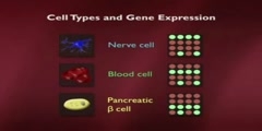 Lecture on embryonic stem Cells - 8