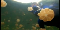 Sting? Snorkeling with golden jellyfish