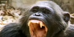 Apes in Danger - BBC