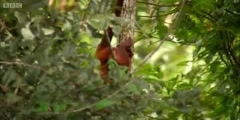 Guyana's Red howler monkeys