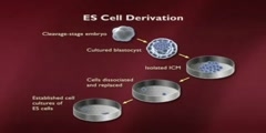 Lecture on embryonic stem cells-17