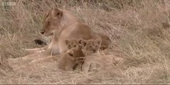 Meet Tamu and  her four lion cubs