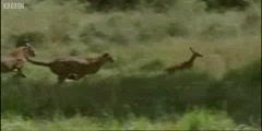 Young antelope attacked by cheetahs