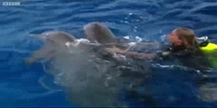 Born to Be Wild; Swimming with the dolphins