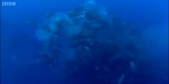 Memory Test  of  whale Sharks