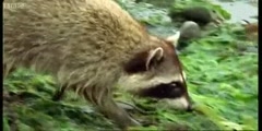 The rock crab eating Raccoon