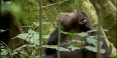 The hunting  of Ugandan chimps