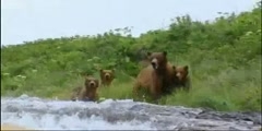 BBC'S spy in the woods at Teddy Bear's Fish Picnic