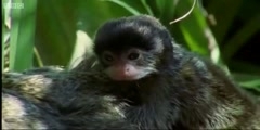 The Emperor Tamarin Dysfunctional families