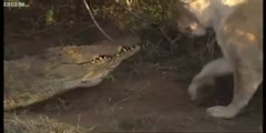 Lions vs Crocodiles - Big Cat Diary - BBC Earth