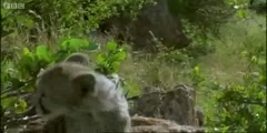 Cheetah cubs versus Rhino