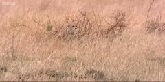 BBC's  big cat  diary the  cheetah hunts gazelle -