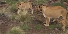 Namibian desert Lions