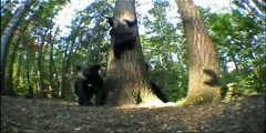 Spy in the Woods meet black bear mother and cubs