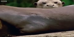 Wildlife on One features giant otters sunbathing -  - BBC