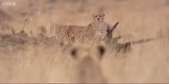 Big Cat Diary's Lioness vs Cheetah