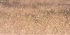 Wildebeest  hunted by a cheetah in Big Cat Diaries