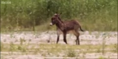 Donkeys hunted by Lions