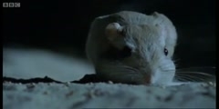 The Kangaroo Rat's aggressive nightlife by BBC